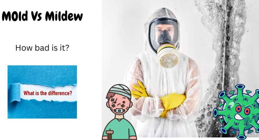 Mold Vs Mildew