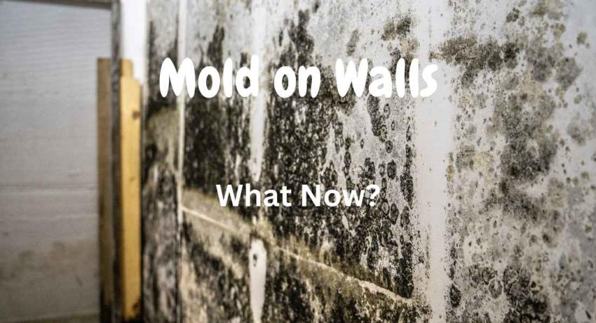 Mold on walls