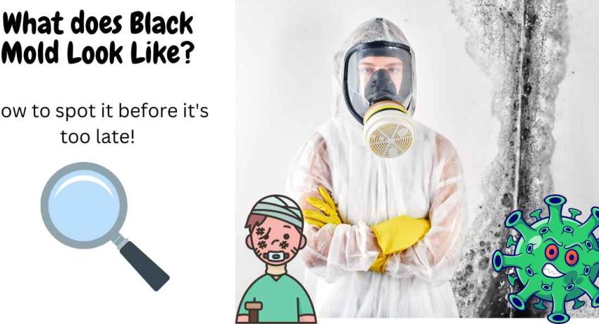 What does black mold look like?