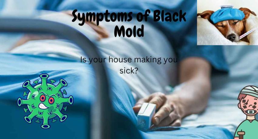 symptoms of black mold