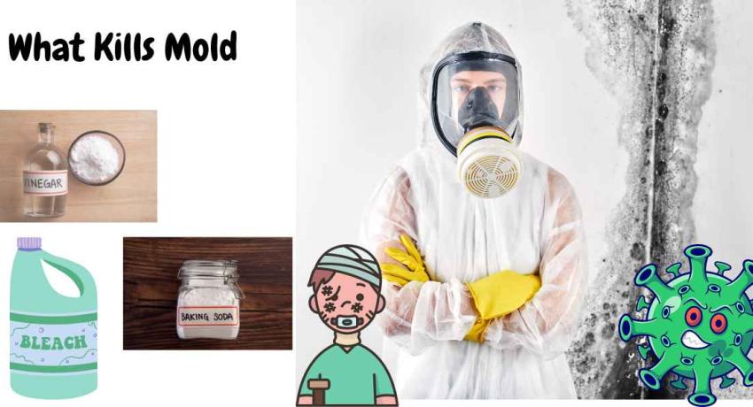 What Kills Mold?