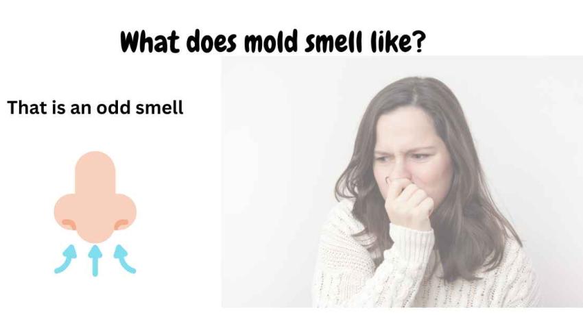 What does mold smell like